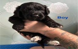 Saint Bernard dogs for sale: F1 St Berdoodle  - Image 19