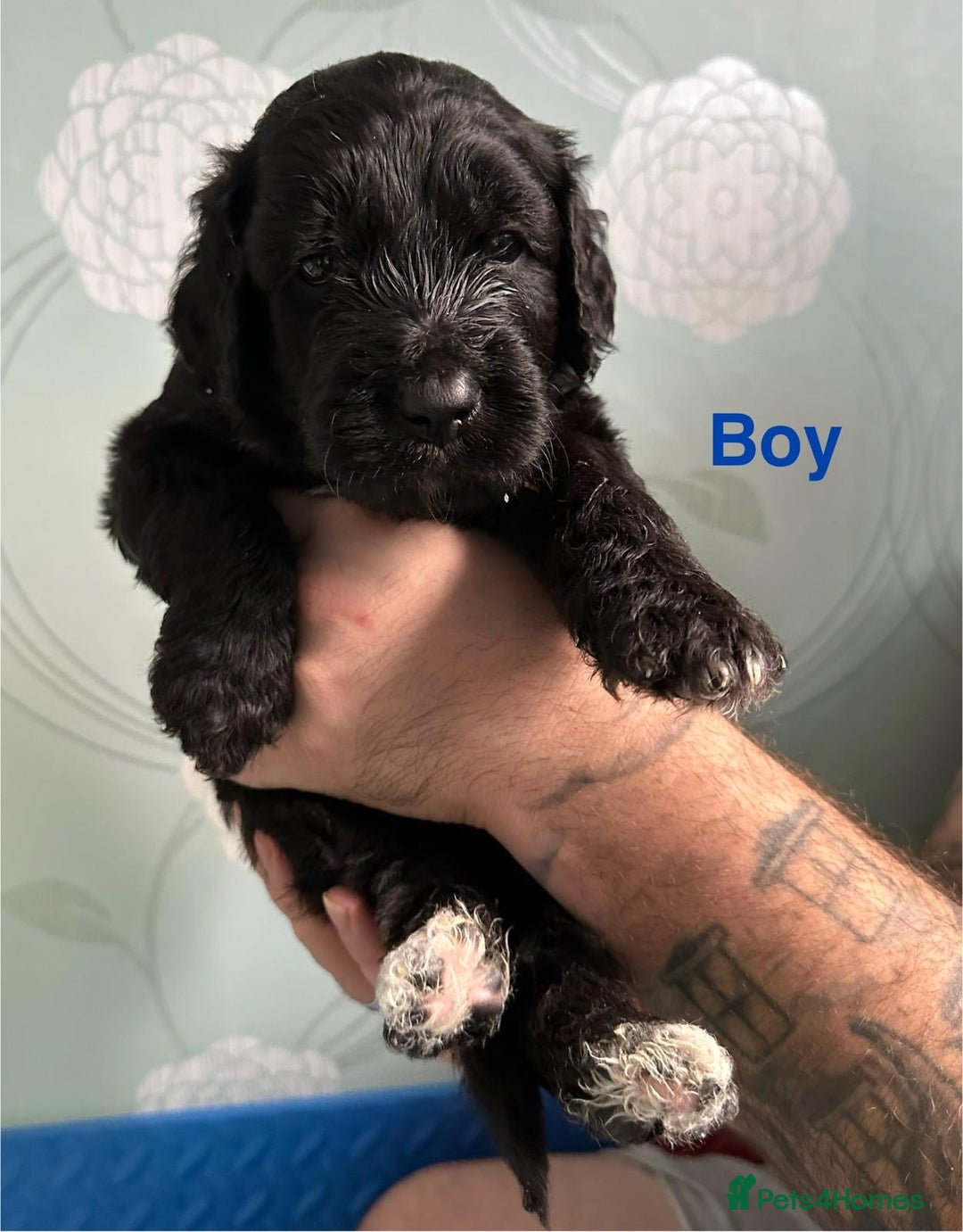 Saint Bernard dogs for sale: F1 St Berdoodle  - Image 19