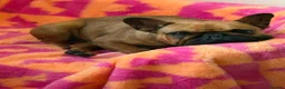 French Bulldog dogs for sale: French bulldog - Advert 6