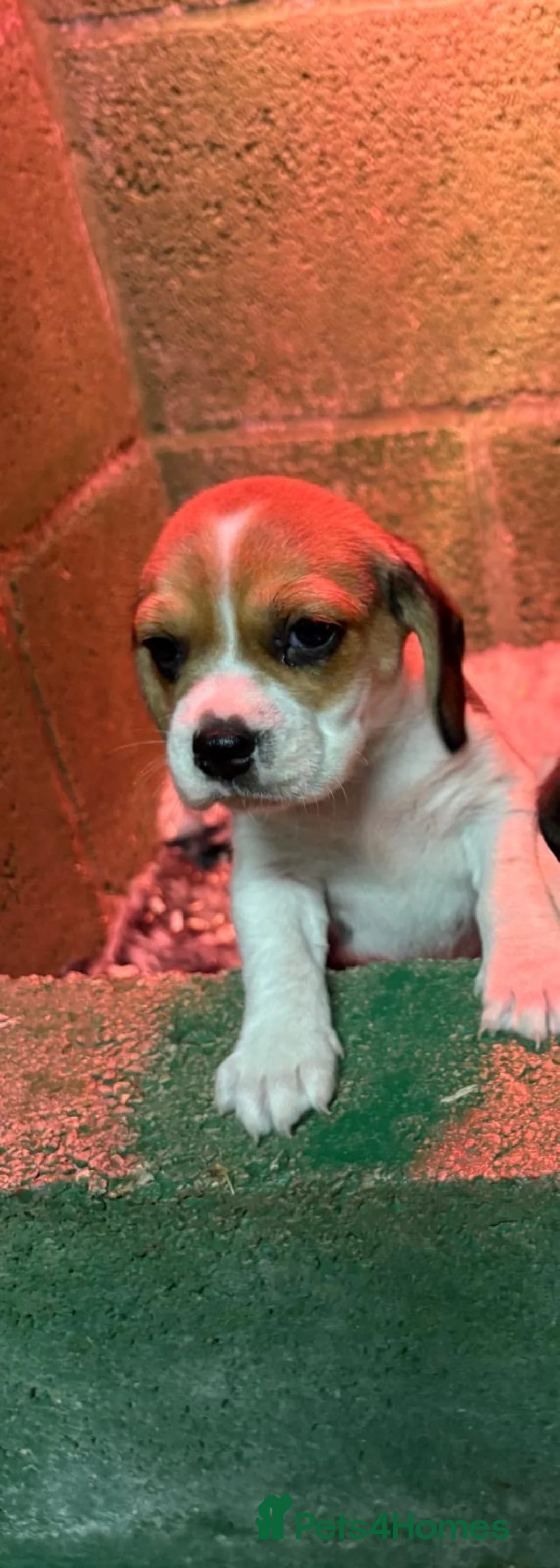 Beagle dogs for sale: 🌟For Sale 3 Beautiful Beagle Puppies🌟   - Advert 2