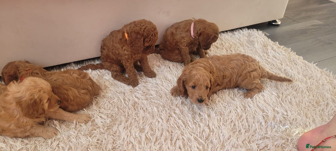 Cockapoo dogs for sale: 2nd generation cockapoo pups - Image 19