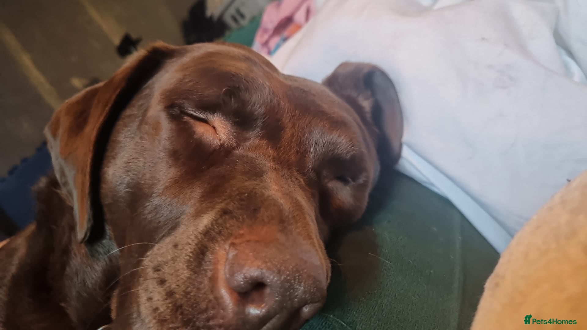 Labrador Retriever dogs Emily in Stockport - Advert 1