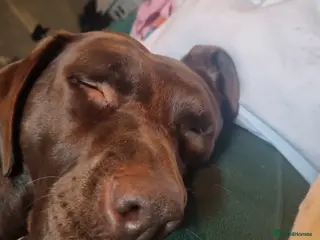 Labrador Retriever dogs Emily in Stockport - Advert 1