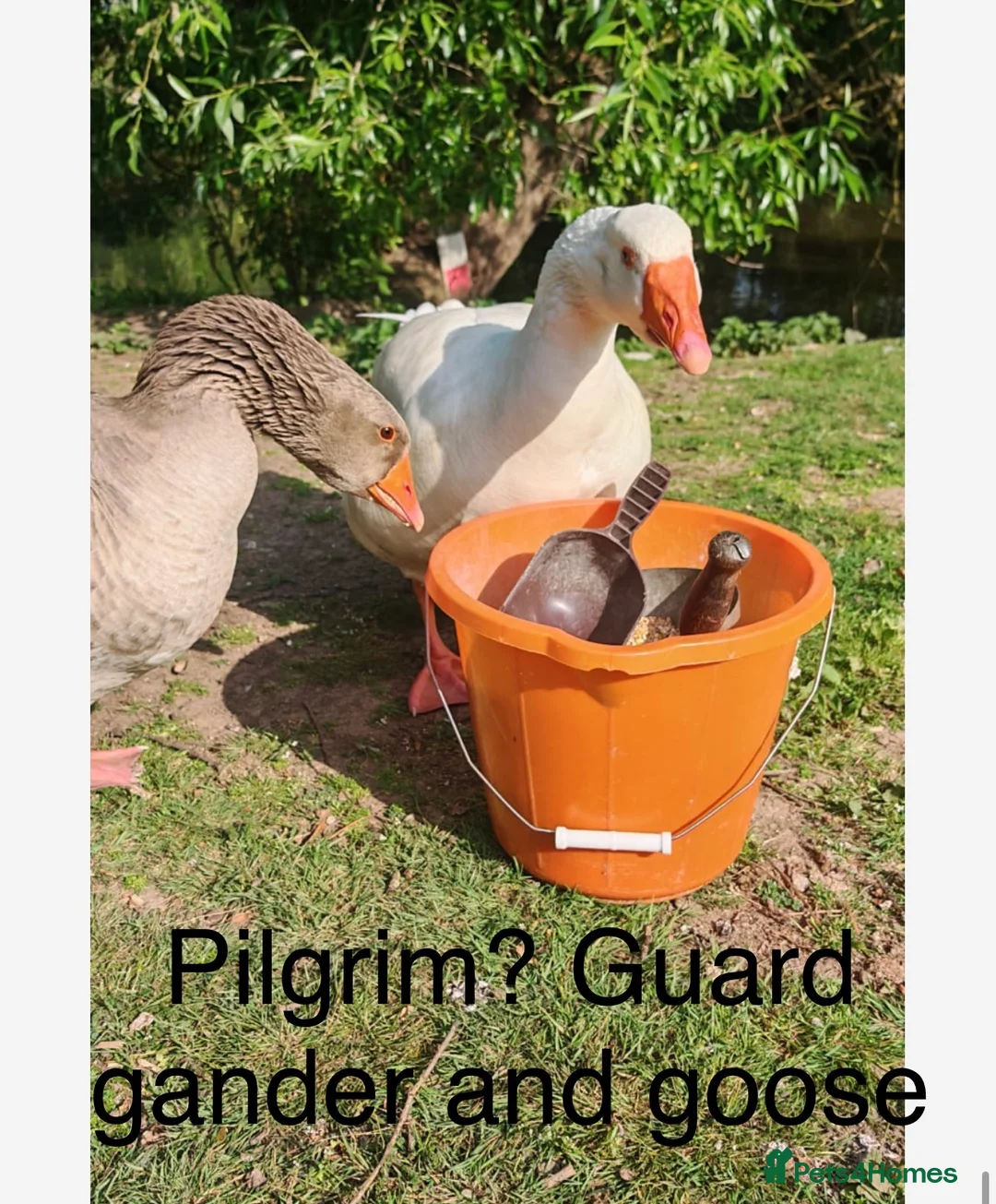 Mixed Breed poultry for sale: Mixed flock of chicken, ducks and geese  - Advert 9