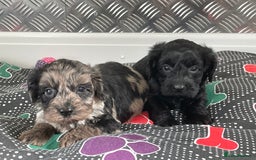 Cockapoo dogs for sale: F1 Cockapoos for sale  - Image 37