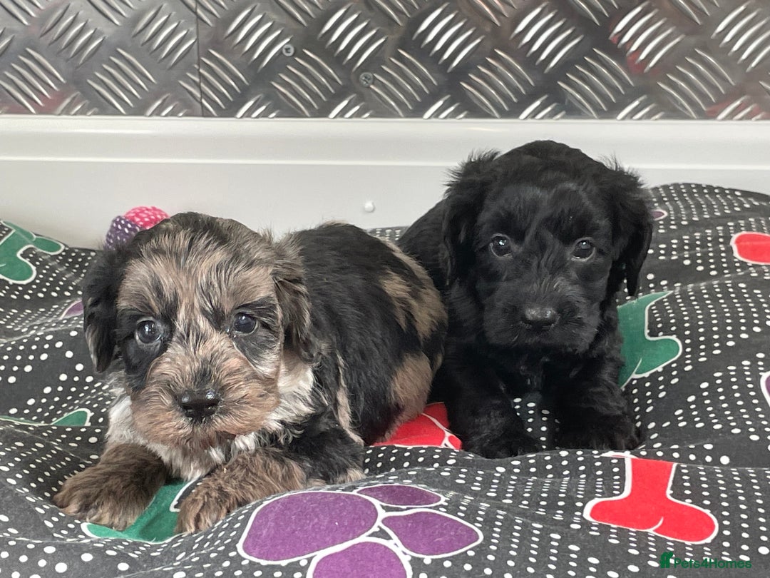 Cockapoo dogs for sale: F1 Cockapoos for sale  - Image 37