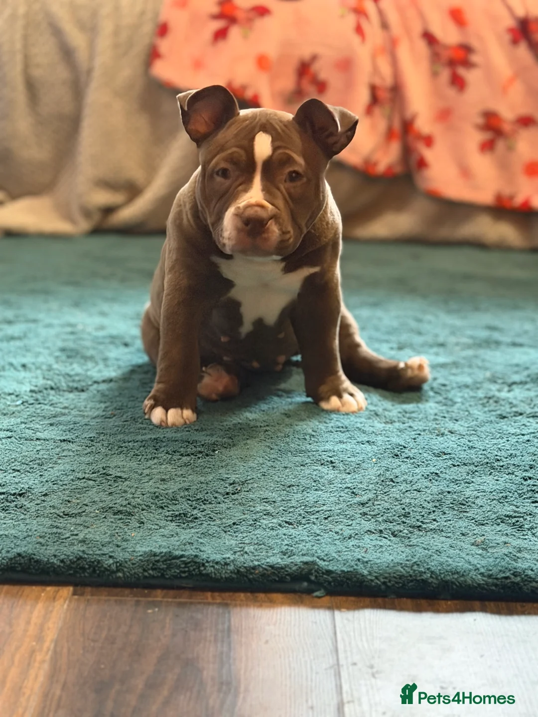 American Bully dogs for sale: American Pocket Bullys Female  in Ashford - Advert 1