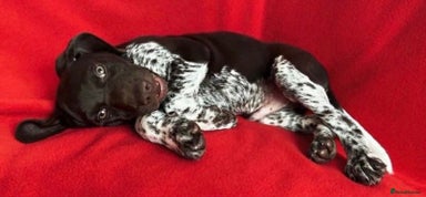 German Shorthaired Pointer dogs - Advert 4