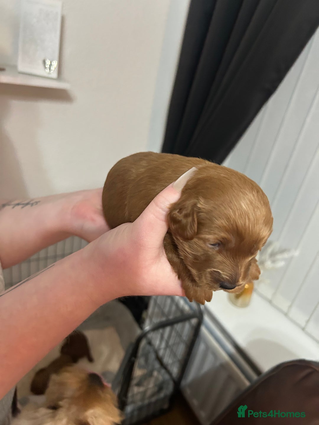 Cavapoochon dogs for sale: Cavapoo puppies  - Advert 7