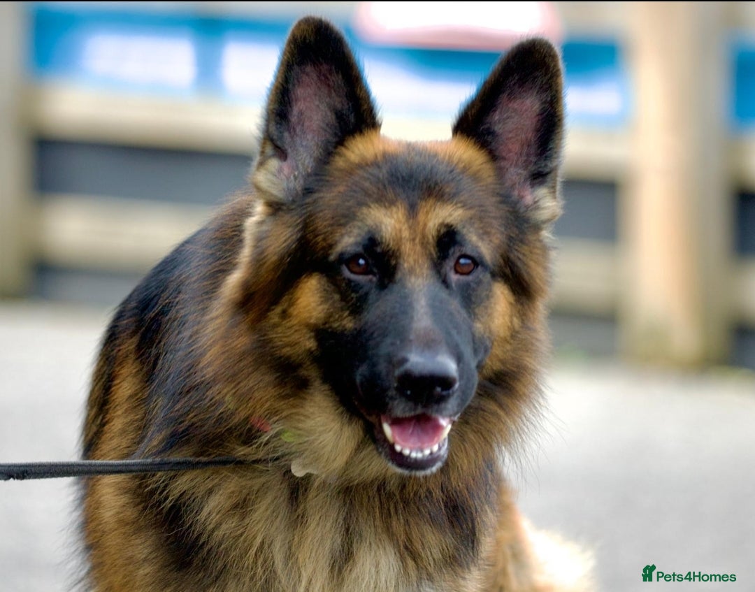 German Longhaired Pointer dogs for stud: Long haired German Shepherd,  GSD for stud in Chatham - Advert 9