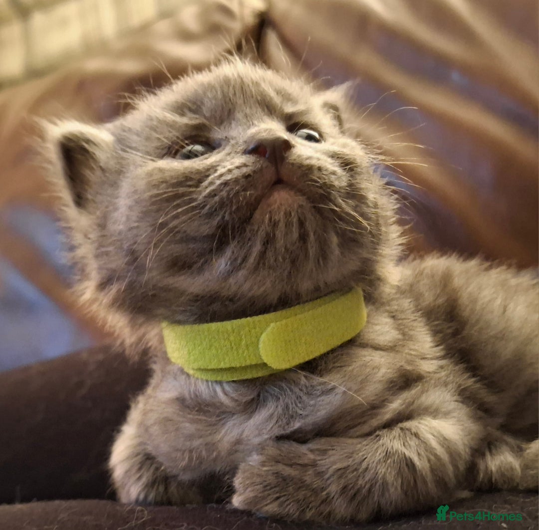 Ragdoll cats for sale: Ragdoll x BSH kittens (individually priced) - Image 13