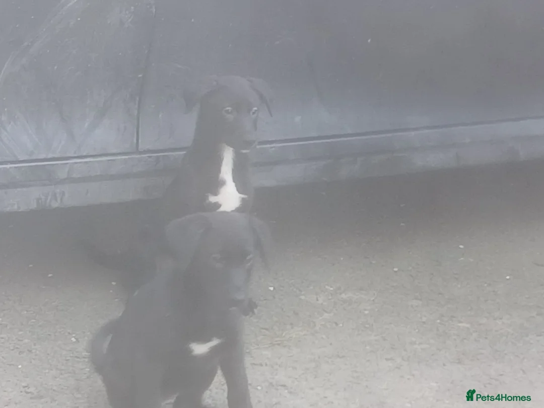 Borador dogs for sale: 8beautiful borador pups ready 4 their 4ever homes  - Advert 2