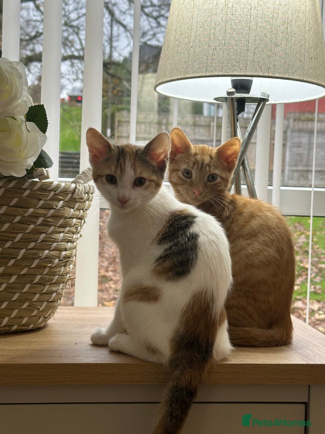 Mixed Breed cats for sale: 2 Adorable Friendly Kittens For A Forever Home - Image 1