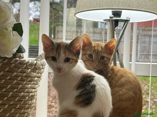 Mixed Breed cats for sale - Advert 1