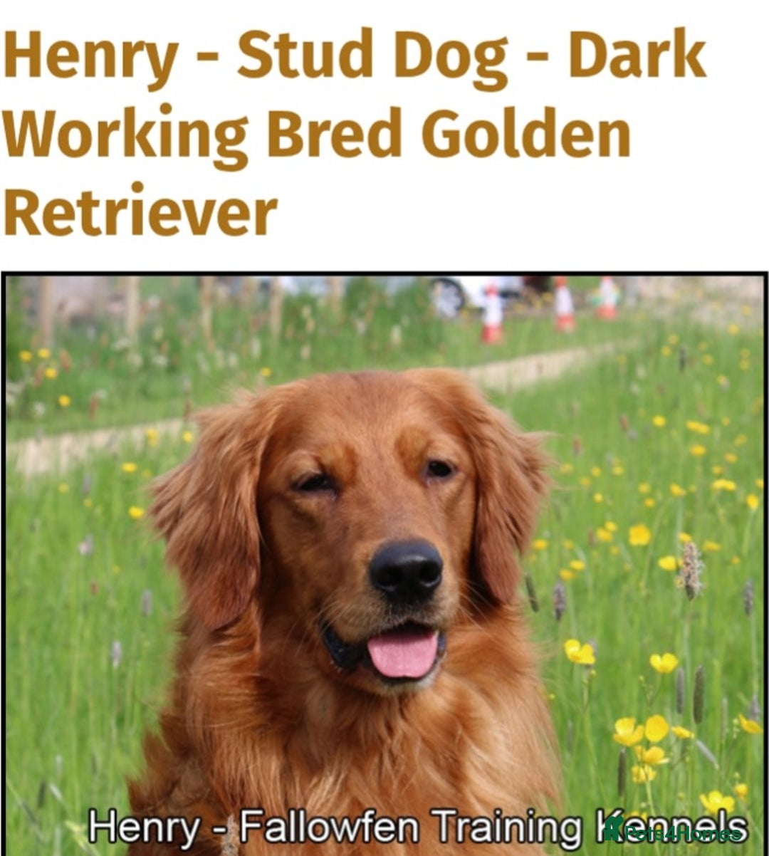 Golden Retriever dogs for sale: ⭐ DARK golden retriever puppies 🐶  - Image 3