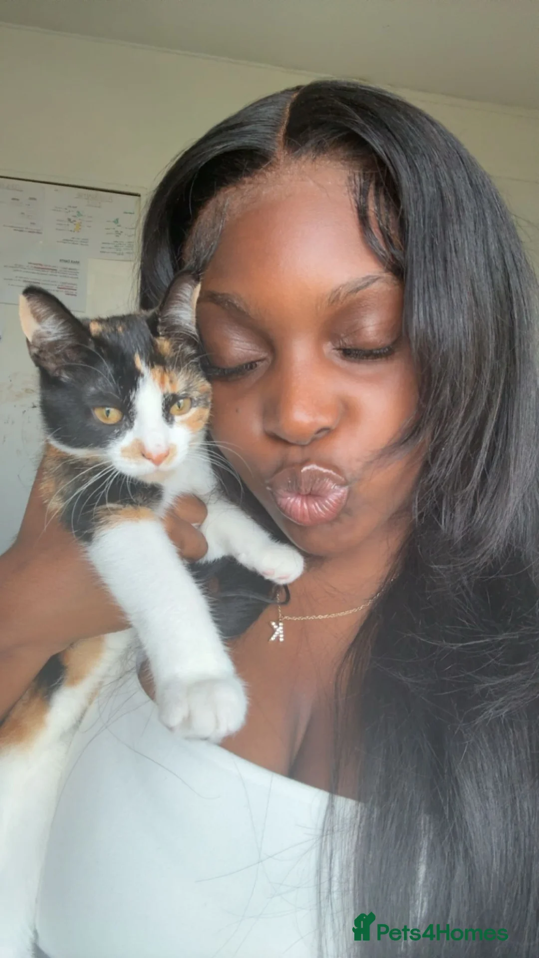 Mixed Breed cats for sale: Lala  - Advert 2