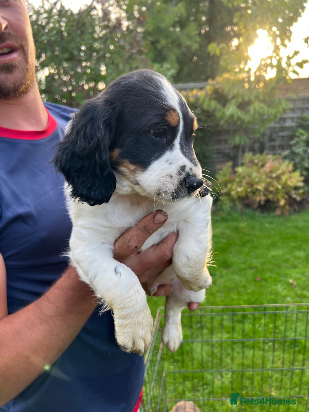 English Springer Spaniel dogs for sale: Traditional English springer spaniels  - Image 27