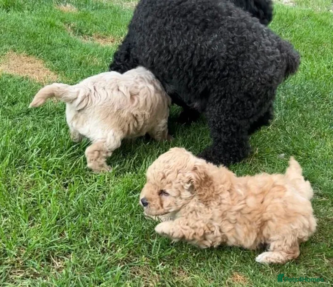 Poodle dogs for sale: Classic Poodle Puppies–Timeless Beauty in Stoke-on-Trent - Advert 2