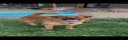 Golden Shepherd dogs for sale: Golden Shepherd - Advert 10