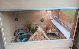 Corn Snake reptiles for sale: Jungle corn snake + vivarium + cupboard - Advert 3
