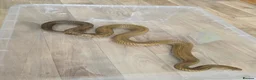 Snake reptiles for sale: Pairof Black Tailed cribos - Advert 2