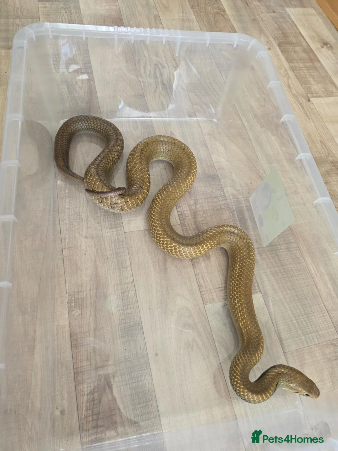 Snake reptiles for sale: Pairof Black Tailed cribos - Advert 2