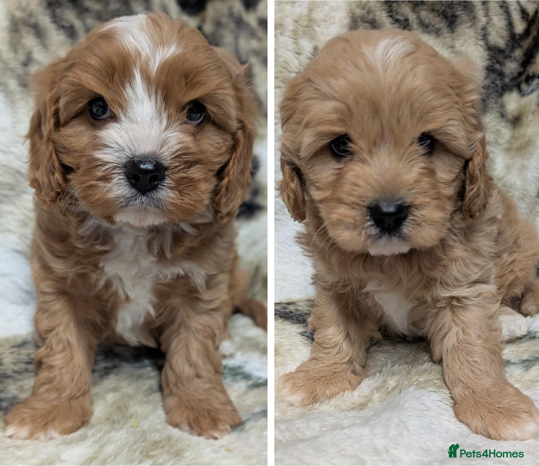 Cavapoo dogs Stunning F1 DNA Clear Cavapoo Puppies  - Advert 1