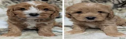 Cavapoo dogs for sale: Stunning F1 DNA Clear Cavapoo Puppies  - Advert 1