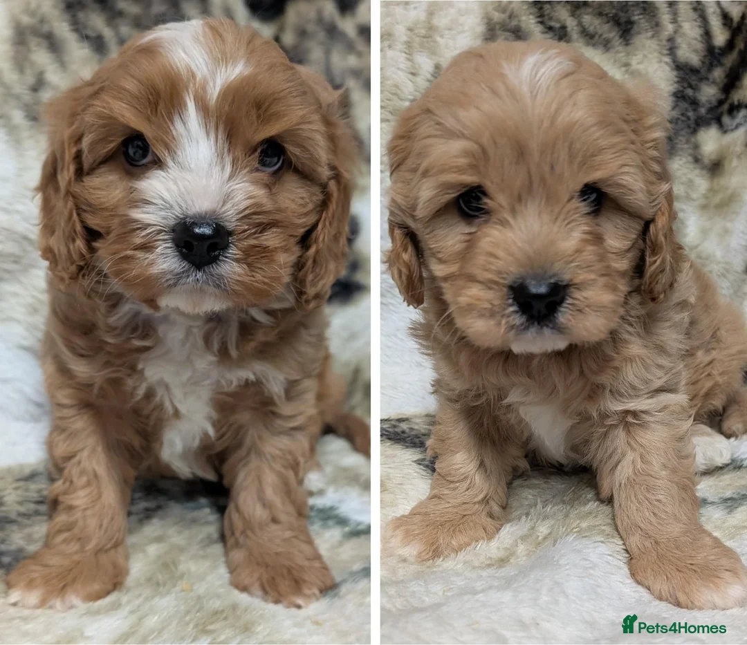 Cavapoo dogs for sale: Stunning F1 DNA Clear Cavapoo Puppies  - Advert 1