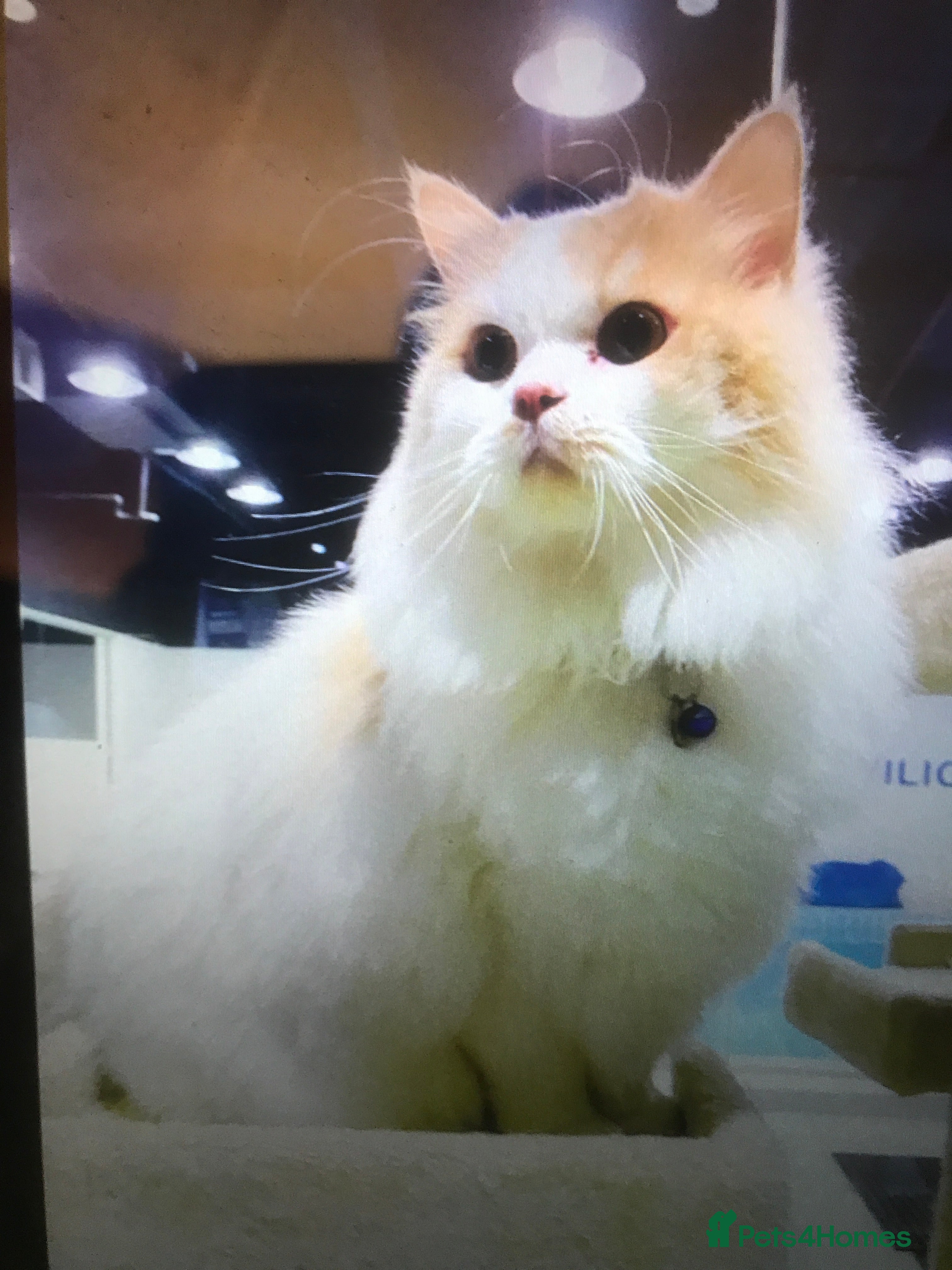 Mixed Breed cats MILO - MIX PERSIAN CALM NEUTERED AFFECTIONATE BOY - Advert 6