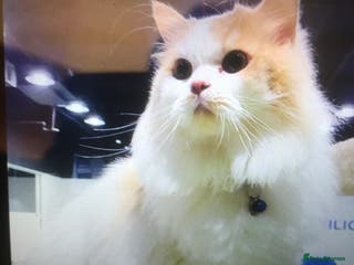 Mixed Breed cats MILO - MIX PERSIAN CALM NEUTERED AFFECTIONATE BOY - Advert 6