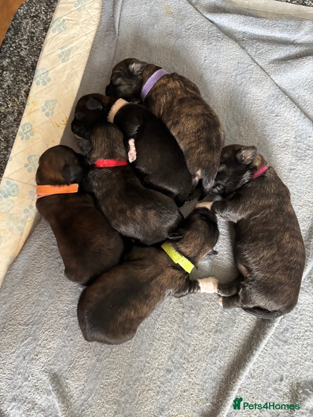 Shih Tzu dogs for sale: 2x girls  - Image 1