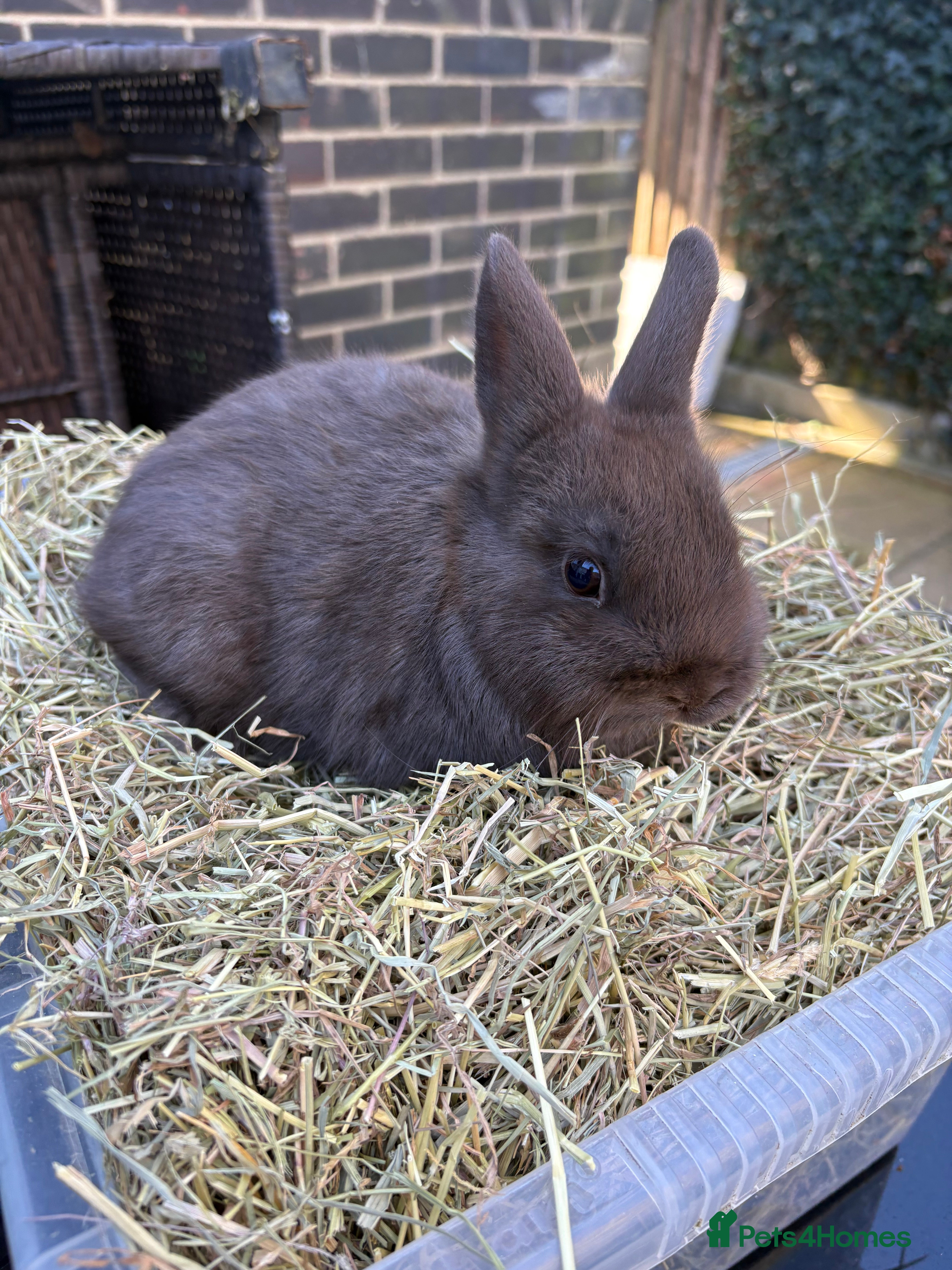 Netherland Dwarf rabbits AVAILABLE TODAY Female Netherland - Advert 1