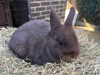 Netherland Dwarf rabbits AVAILABLE TODAY Female Netherland - Advert 1