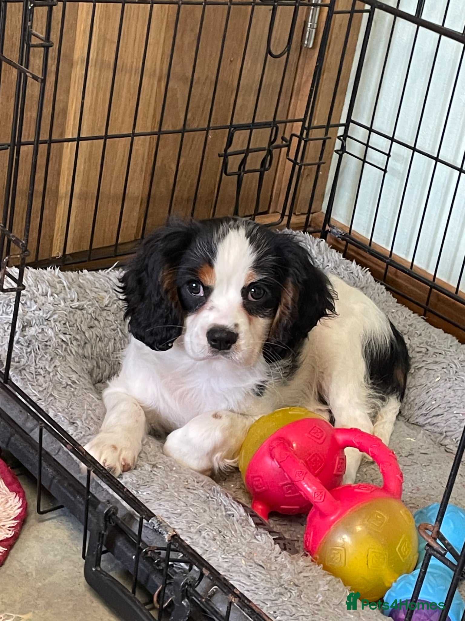 Cavalier King Charles Spaniel dogs K C Reg Cavalier King Charles  - Advert 11