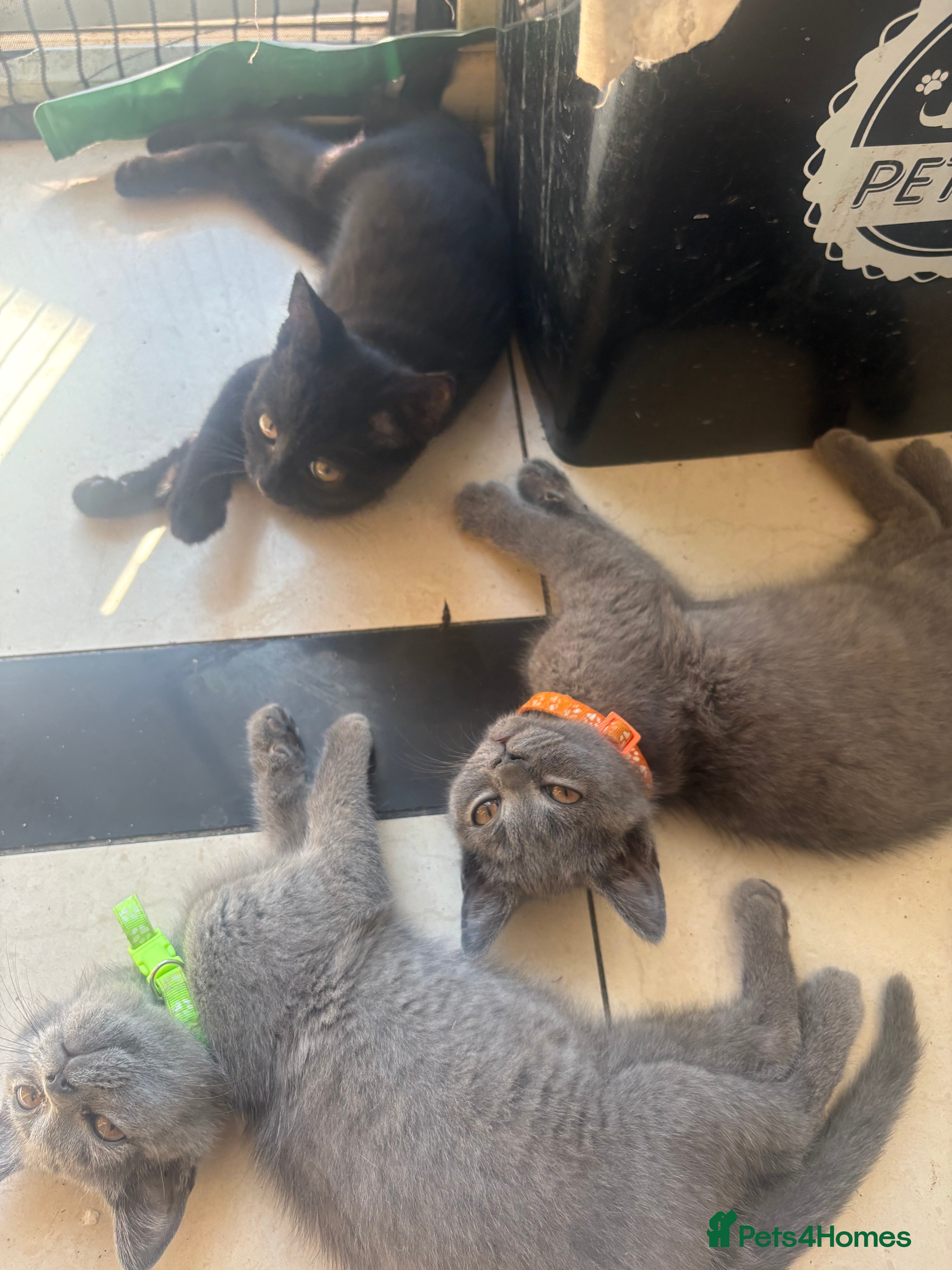 British Shorthair cats British Shorthair kittens  - Advert 2