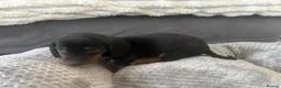 Miniature Dachshund dogs for sale: Miniature Daschund Pups for loving homes - Advert 7