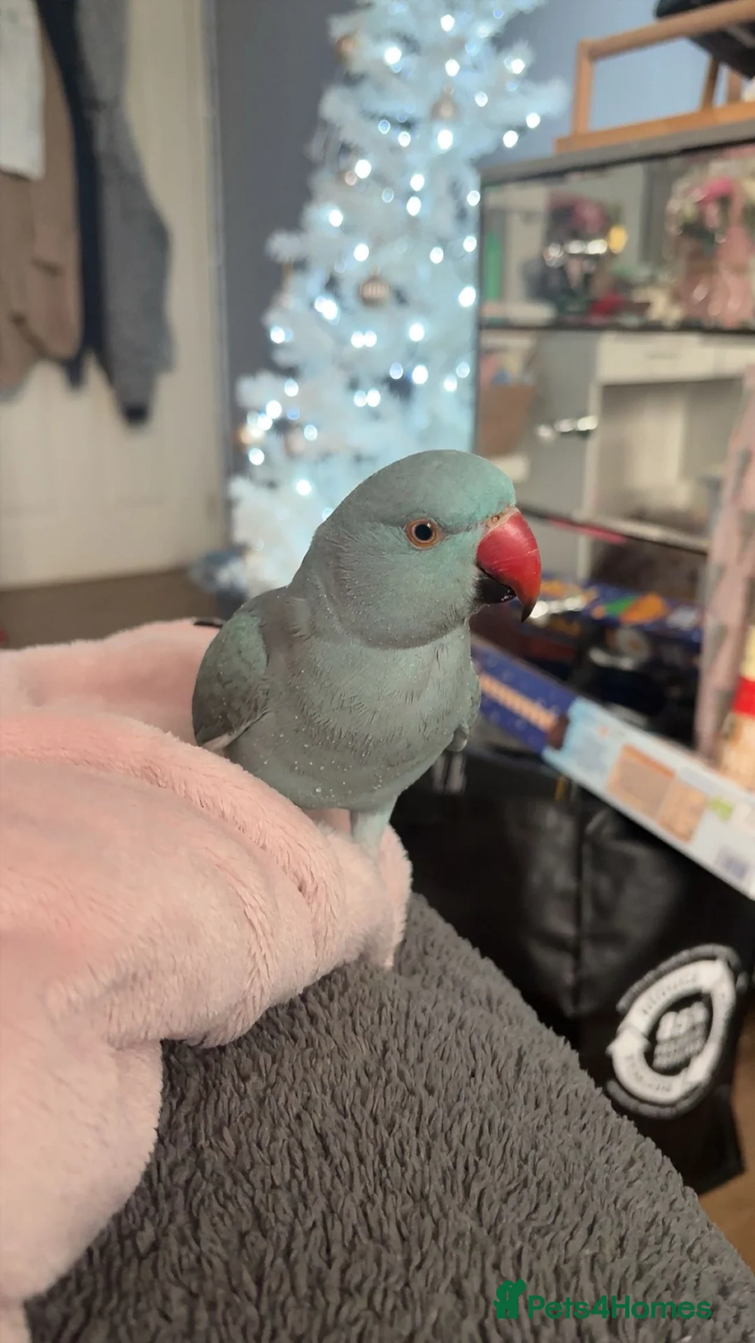 Ringnecks birds for sale: blue indian ringneck parrot in Leicester - Advert 1