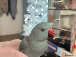 Ringnecks birds blue indian ringneck parrot - Advert 2