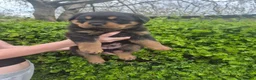 Rottweiler dogs for sale: 2 Beautiful rottweiler puppies 1 male 1 female  in Newcastle - Advert 9