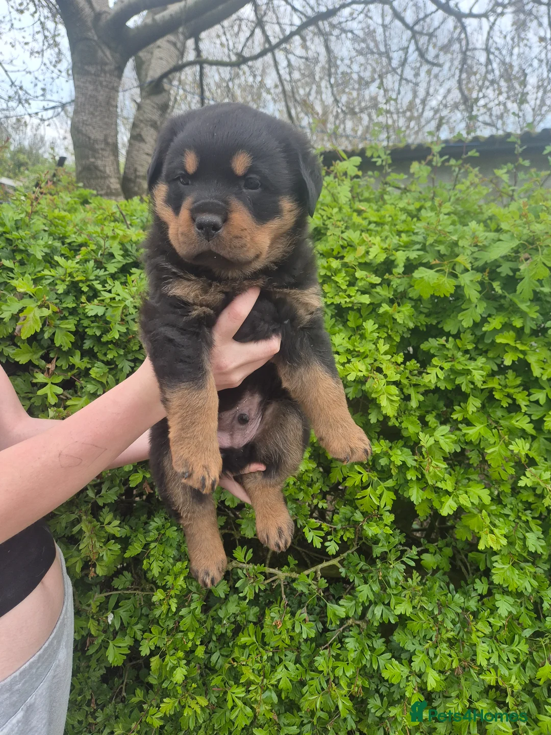 Rottweiler dogs for sale: 2 Beautiful rottweiler puppies 1 male 1 female  in Newcastle - Advert 9