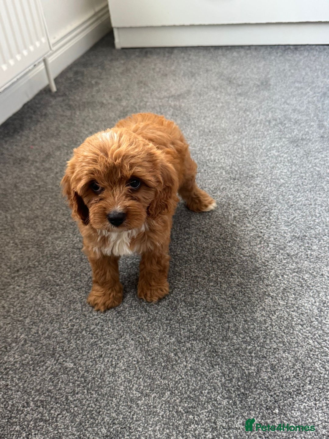 Cavapoo dogs for sale: Stunning F1 Cavapoos kc reg parents  - Image 15
