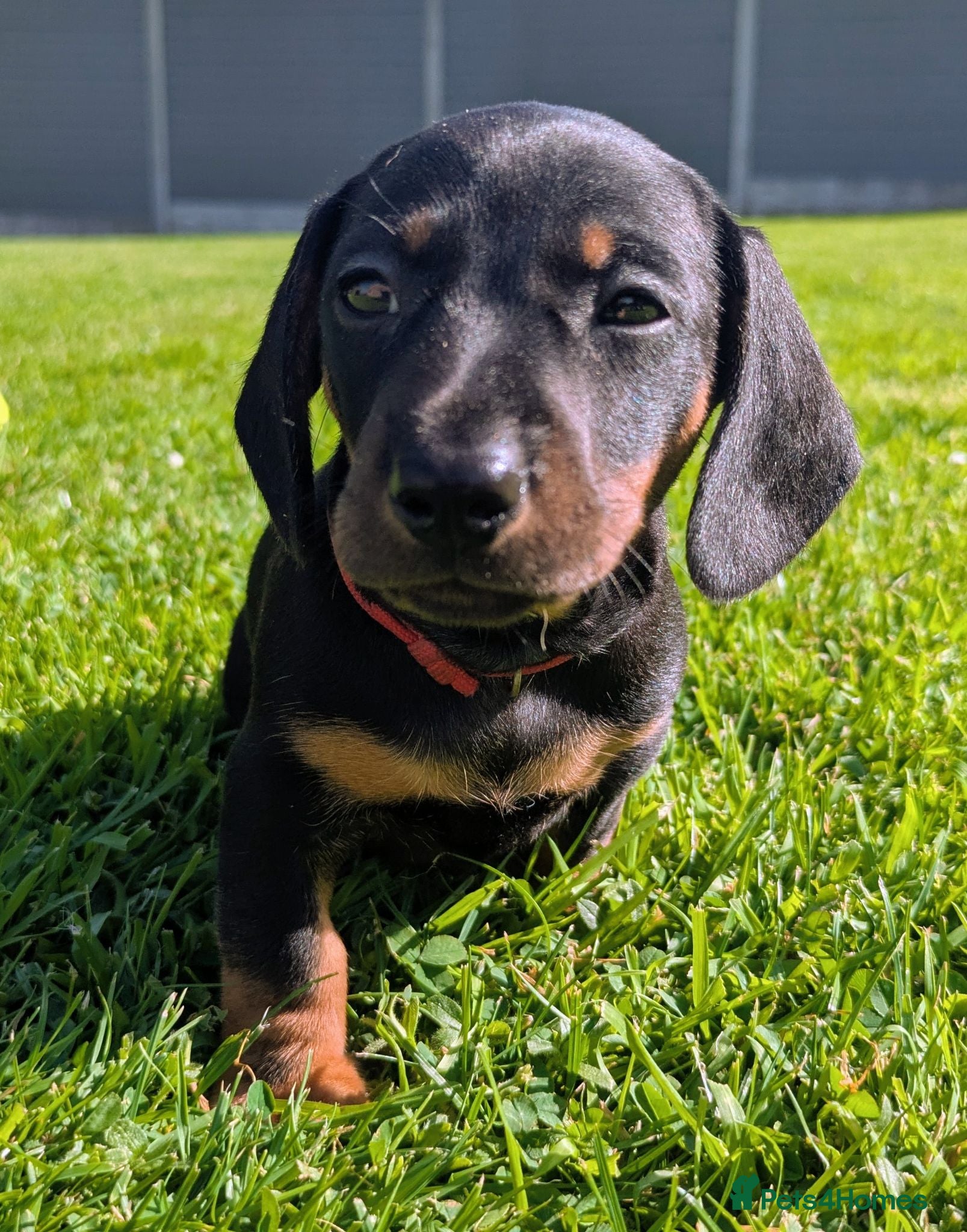 Miniature Dachshund dogs Miniature Dachshund pups  - Advert 1