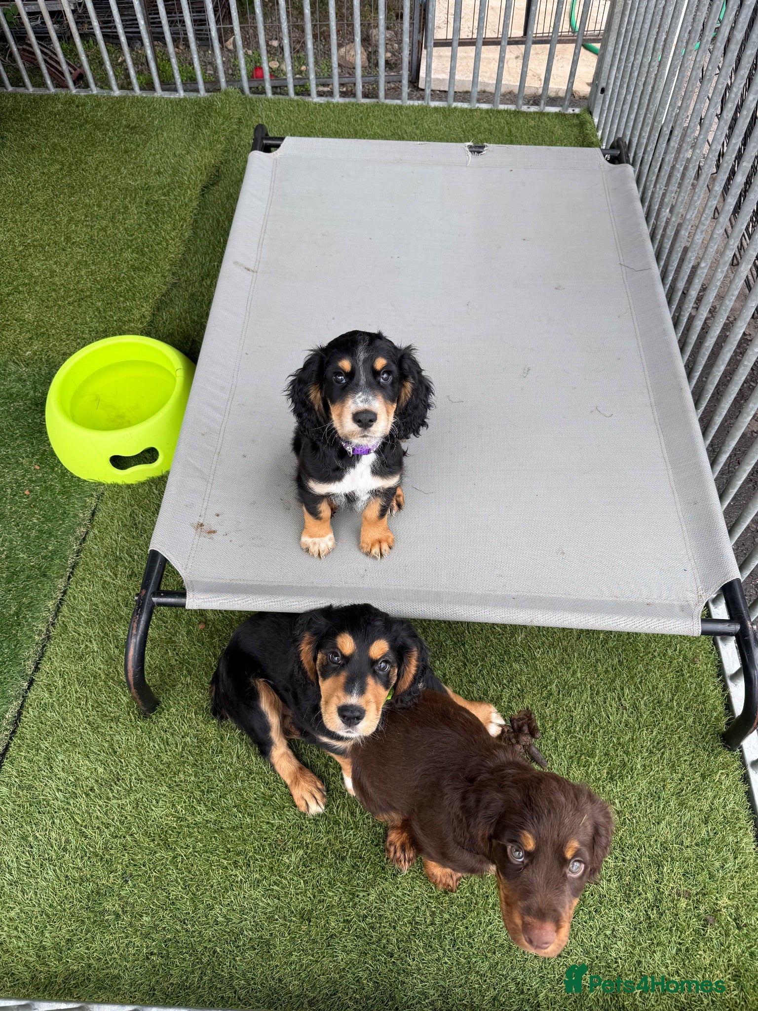 Cocker Spaniel dogs  Ready to leave ! Males & female available  - Advert 1