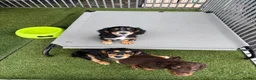 Cocker Spaniel dogs for sale:  Ready to leave ! Males & female available  - Advert 5