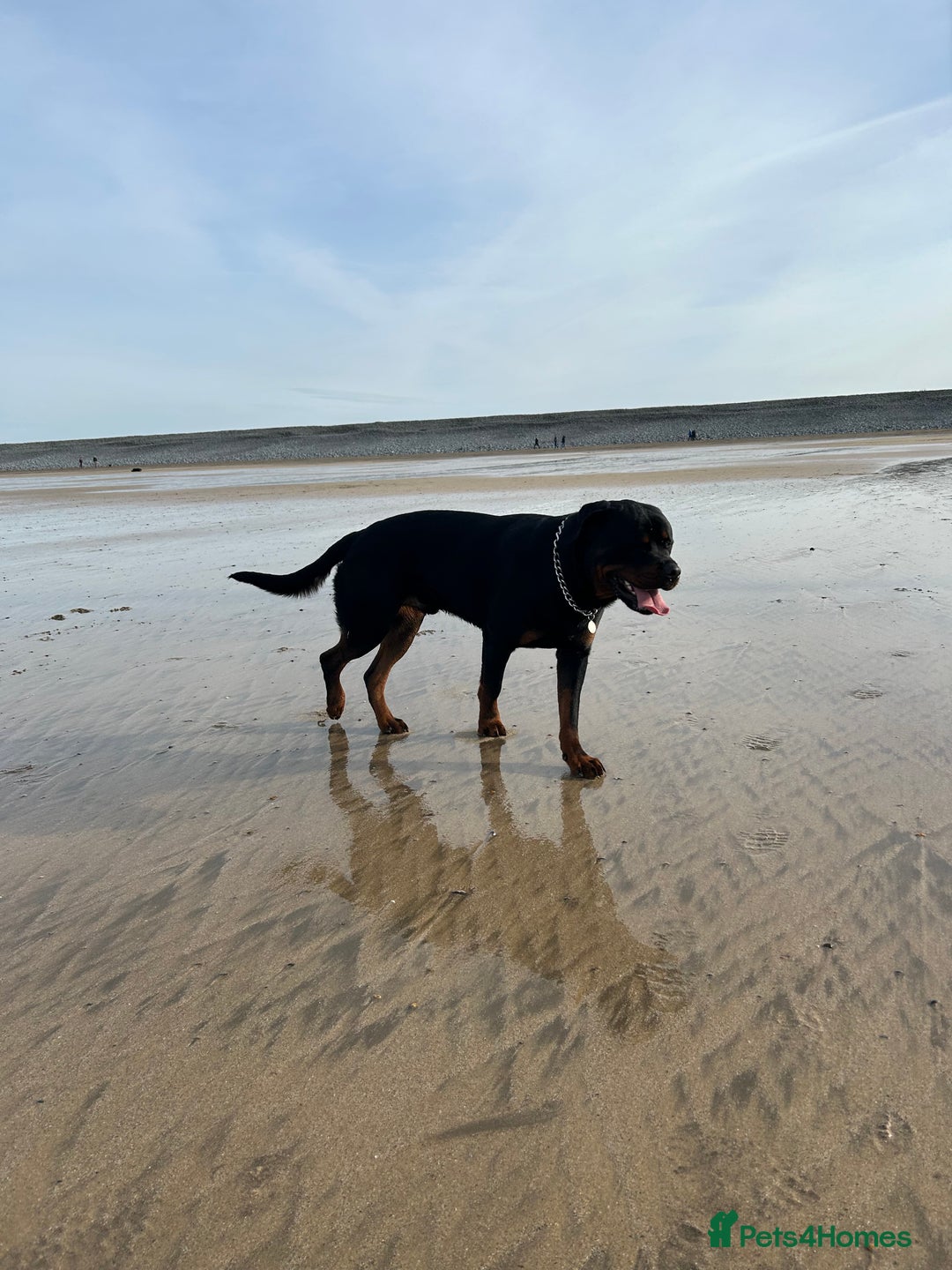 Rottweiler dogs for stud: Pablo in Birmingham - Advert 3