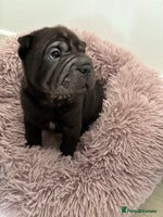Shar Pei dogs Perfect Shar Pei Pups Ready from 27/11 - Advert 2