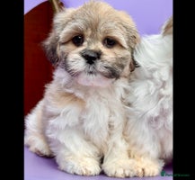 Mixed Breed dogs - Advert 5