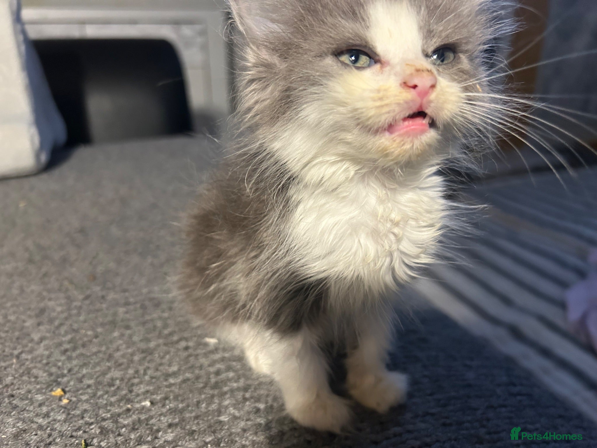 Turkish Angora cats Last fluffy angora girl - Advert 5