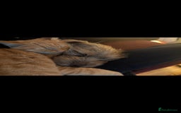 Mixed Breed dogs for sale: Dachshund X Terrier - Mushu  - Advert 3